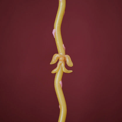 Aerigo Brass Candle Holder